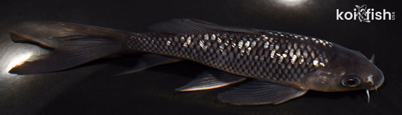 5.25" GINRIN SOROGOI BUTTERFLY