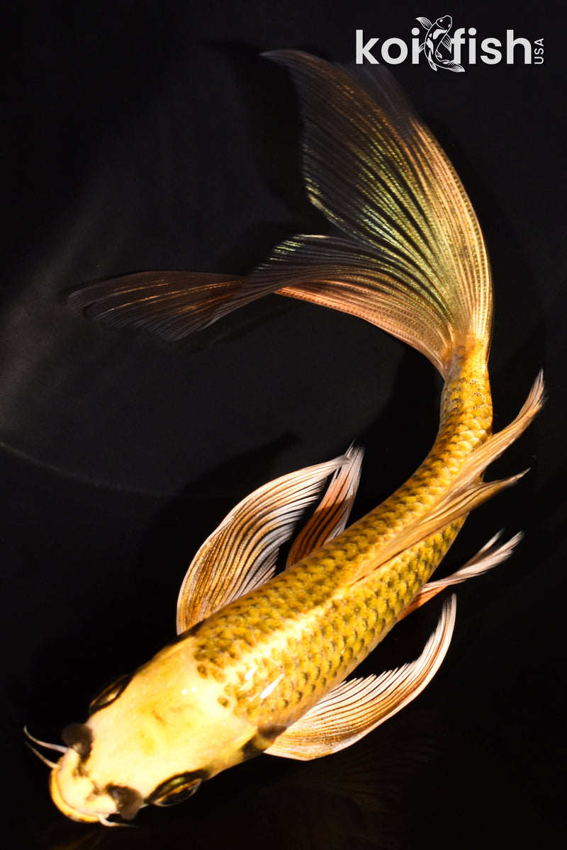 7.25" KI MATSUBA BUTTERFLY