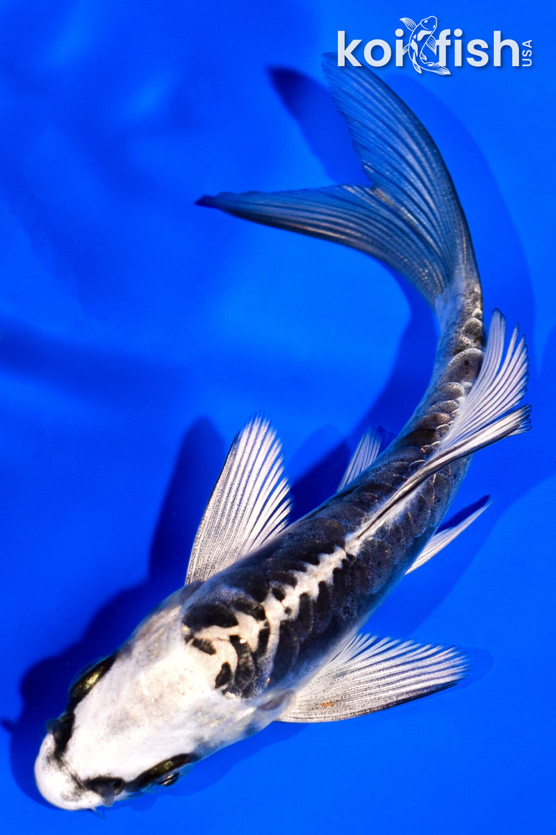 4" KIKOKURYU BUTTERFLY