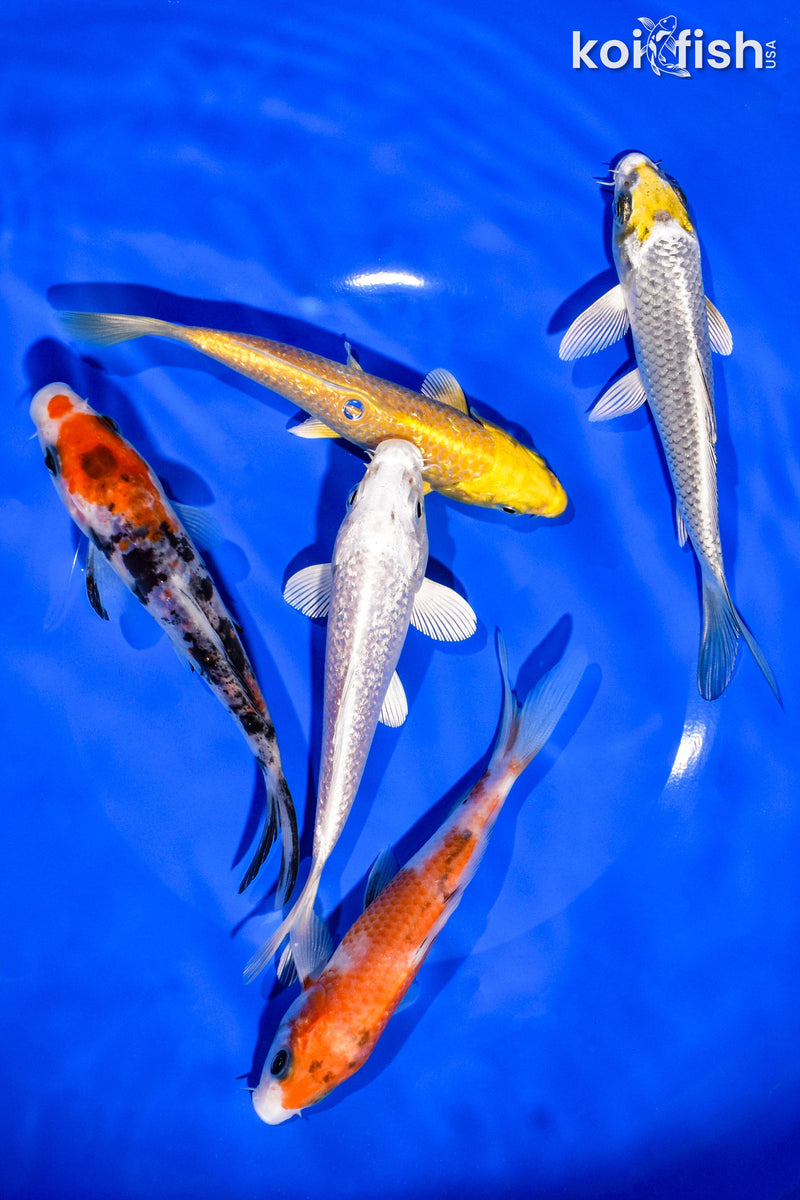 PACK OF (5) 5-6" STANDARD KOI