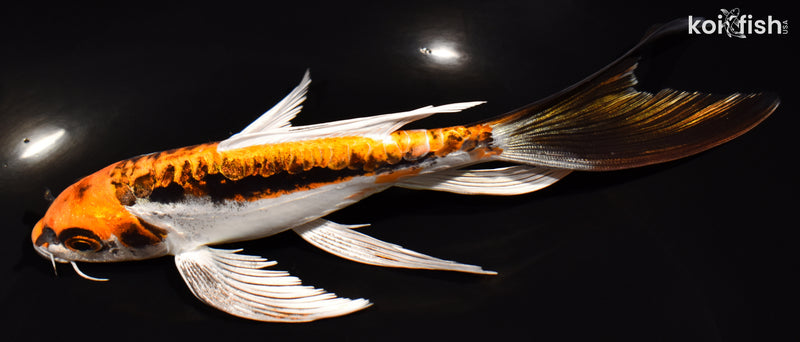 7" BENI KIKOKURYU BUTTERFLY