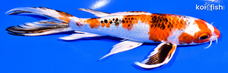 7.25" YAMATO NISHIKI BUTTERFLY