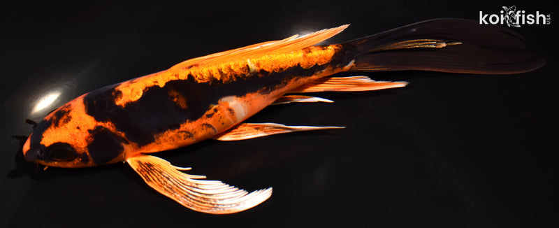 7.5"BENI KIKOKURYU BUTTERFLY