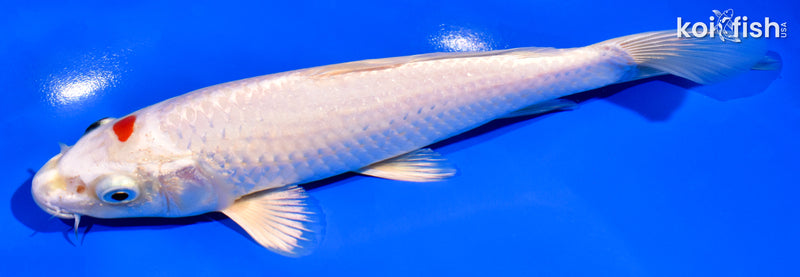 7.25" TANCHO HARIWAKE