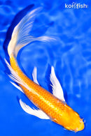 7.25" HARIWAKE BUTTERFLY