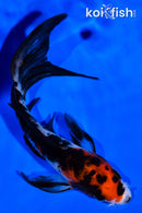 4.5" SANKE BUTTERFLY