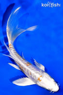 5.75" DOITSU HARIWAKE BUTTERFLY