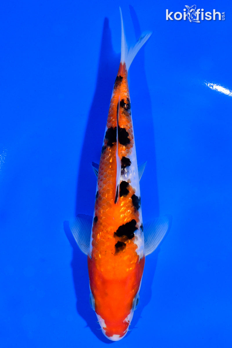 6" GINRIN SANKE