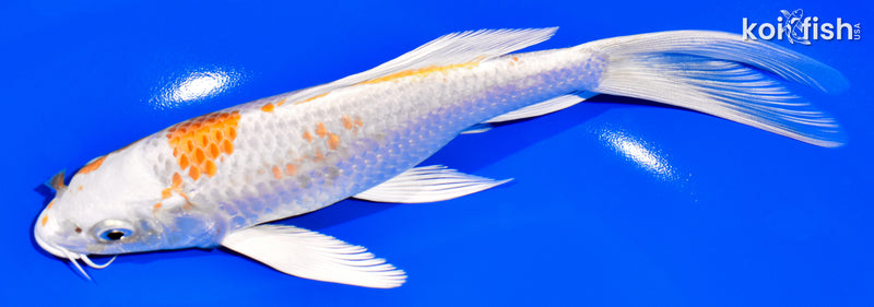 7.5" HARIWAKE BUTTERFLY