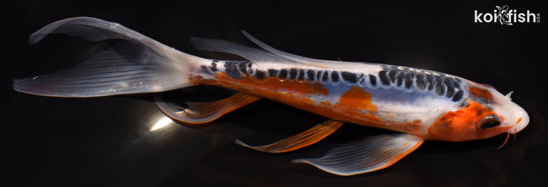 7.5" SHUSUI BUTTERFLY