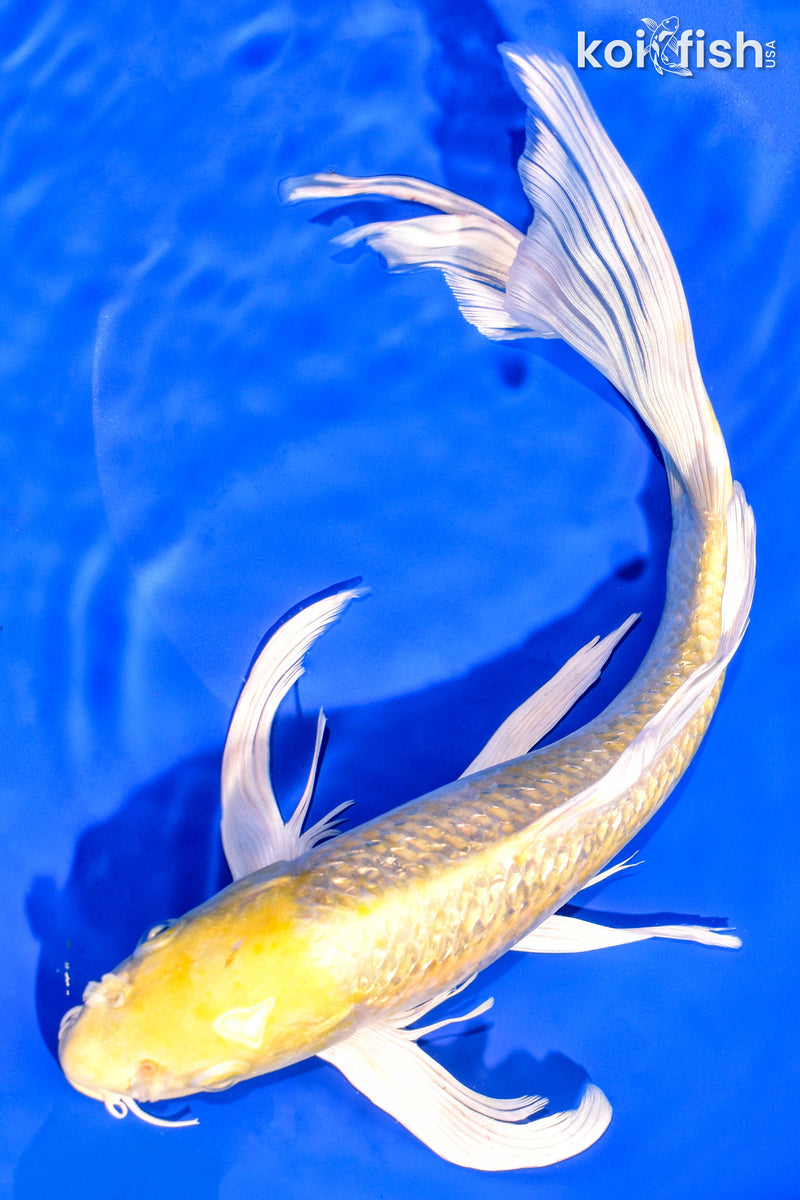 12.5" GINRIN YAMABUKI OGON BUTTERFLY