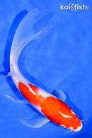 7.25" KOHAKU BUTTERFLY