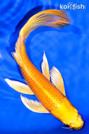 8.25" ORENJI OGON BUTTERFLY