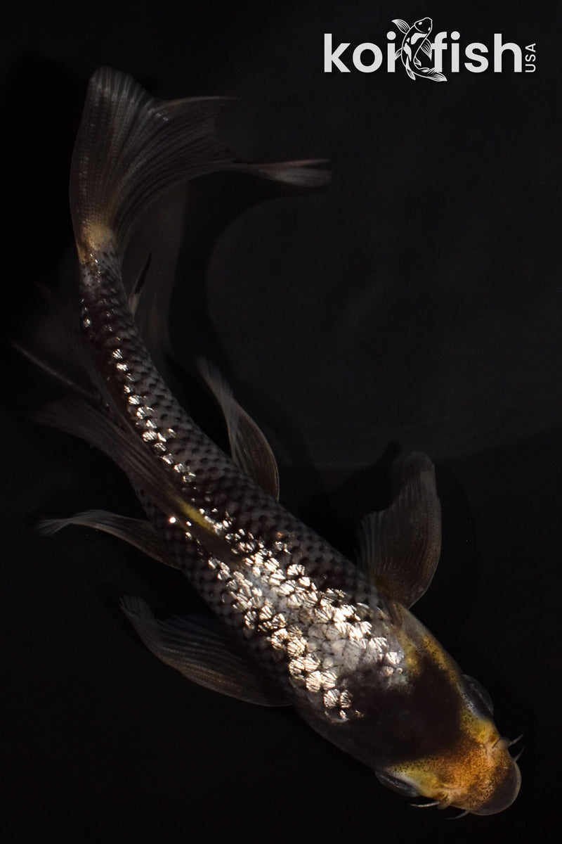 5.5" GINRIN MATSUKAWABAKE BUTTERFLY