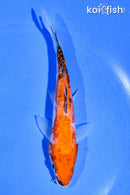 5" GINRIN DOISTU SANKE