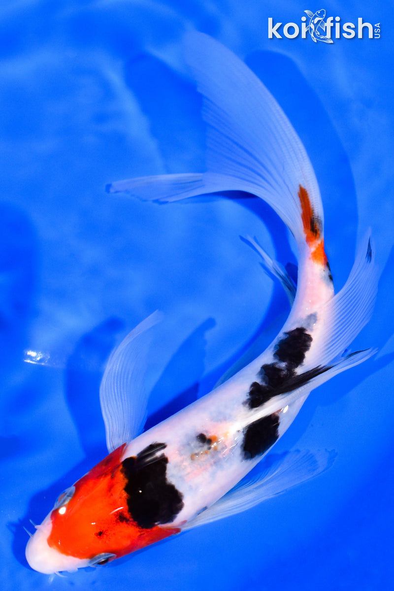 7.5" SANKE BUTTERFLY