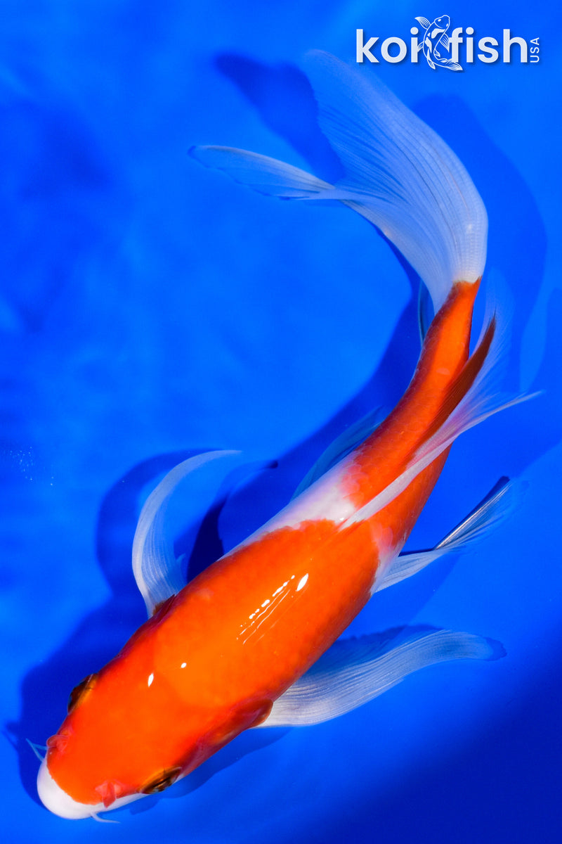 7" KOHAKU BUTTERFLY