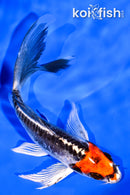 5.25" BENI KIKOKURYU BUTTERFLY