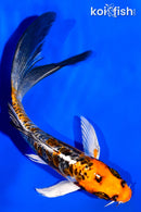 5.75" BENI KIKOKURYU BUTTTERFLY