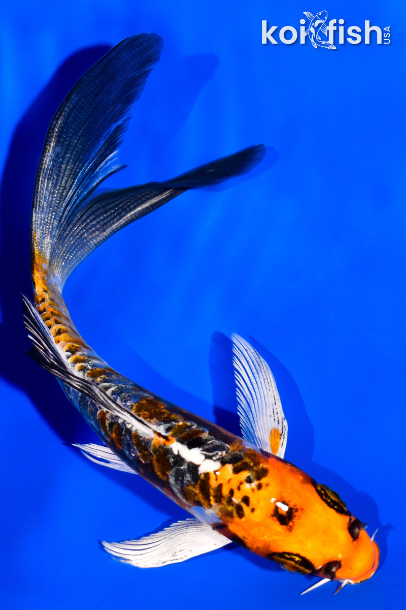 5.75" BENI KIKOKURYU BUTTTERFLY