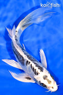 7" ARAGOKE KIKOKURYU BUTTERFLY