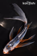 5.75" SHUSUI BUTTERFLY