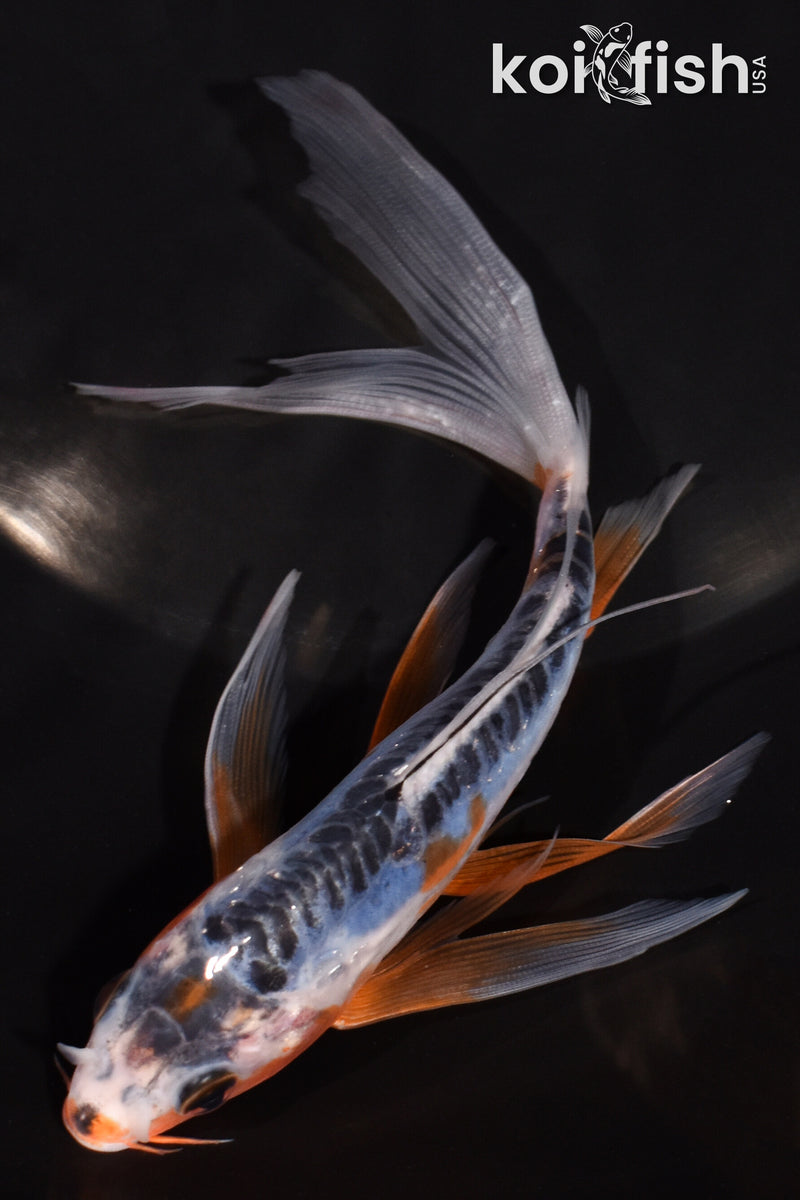 5.75" SHUSUI BUTTERFLY