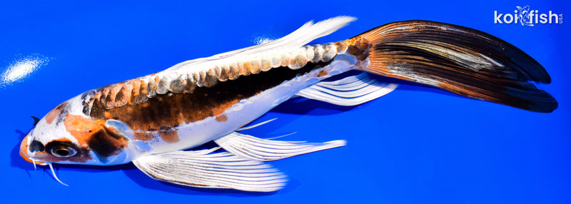 8.25" KIN KIKOKURYU BUTTERFLY