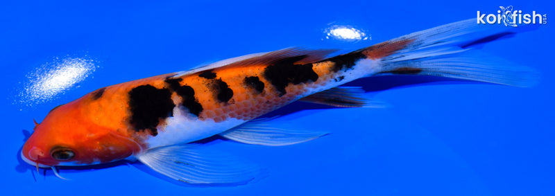 6.5" SANKE BUTTERFLY