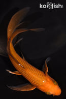 5.25" CHAGOI BUTTERFLY