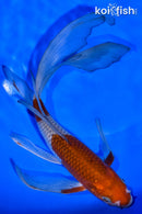 8.5" OCHIBA SHIGURE BUTTERFLY