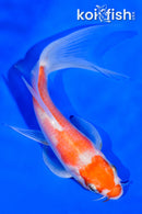 5.25" KOHAKU BUTTERFLY