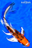 7.25" KUJAKU BUTTERFLY