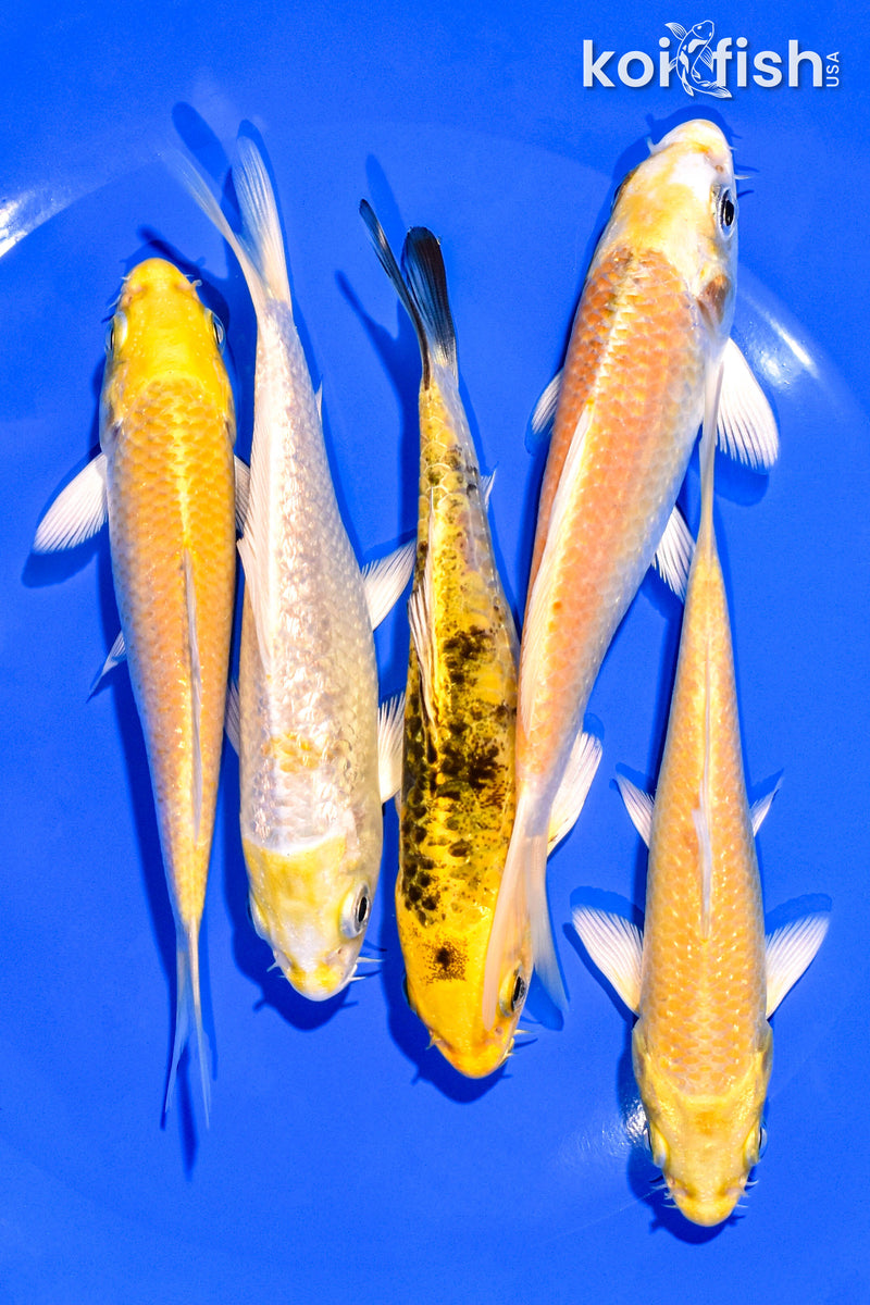 PACK OF (5) 4-5" STANDARD KOI