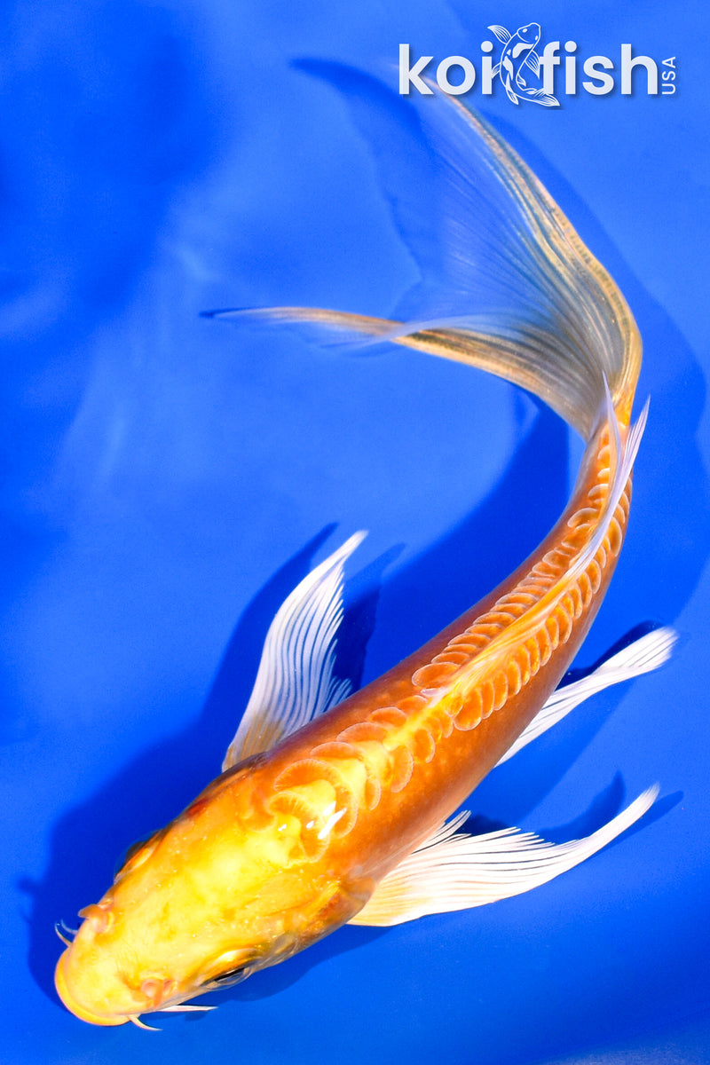 6" ARAGOKE YAMABUKI OGON BUTTERFLY