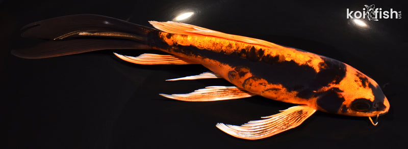 7.5"BENI KIKOKURYU BUTTERFLY