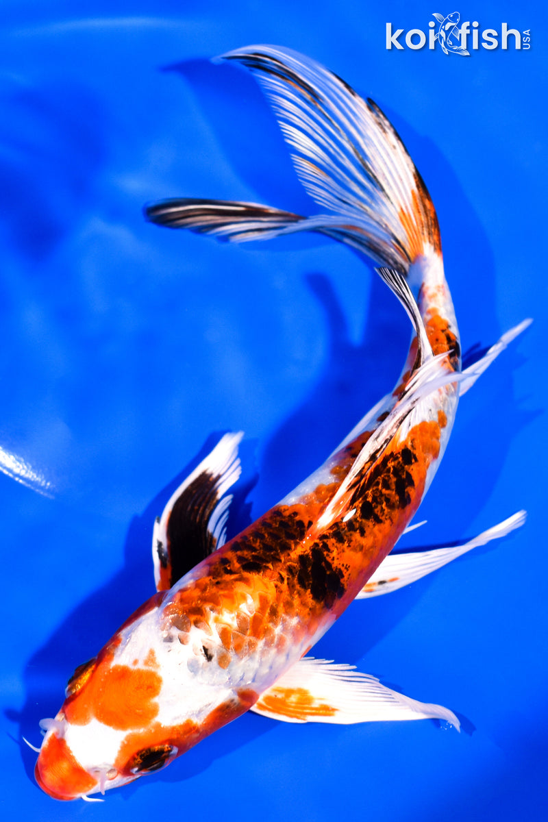 7.25" YAMATO NISHIKI BUTTERFLY