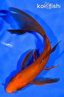 5.5" CHAGOI BUTTERFLY