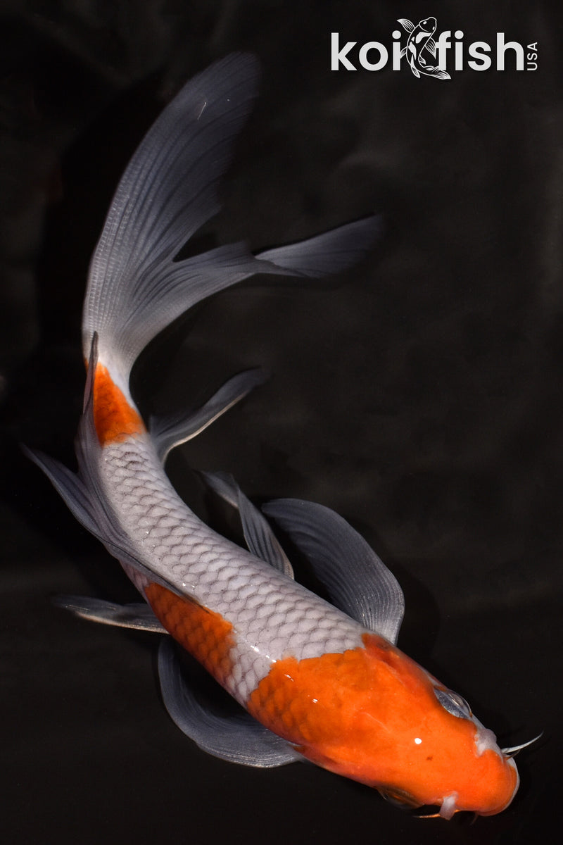 5.5" OCHIBA SHIGURE BUTTERFLY