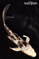 4.75" GIN SHIRO BEKKO BUTTERFLY