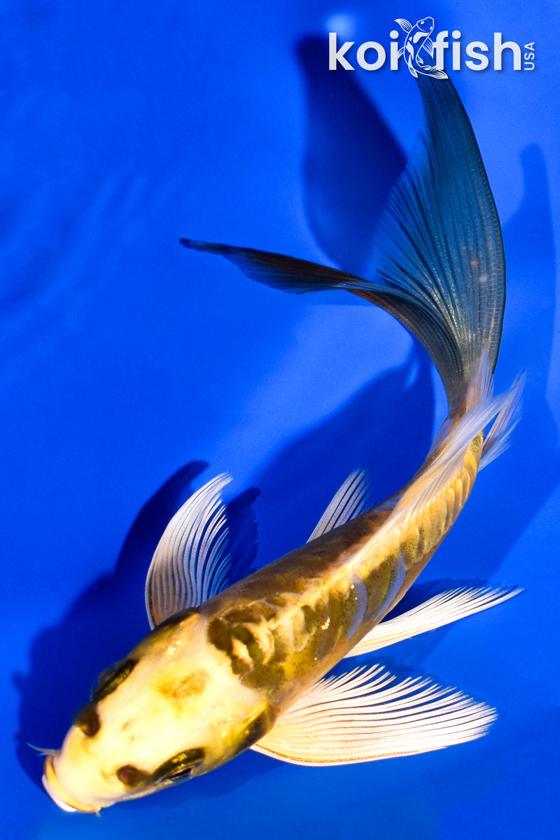5.5" ARAGOKE KIN KIKOKURYU BUTTERFLY