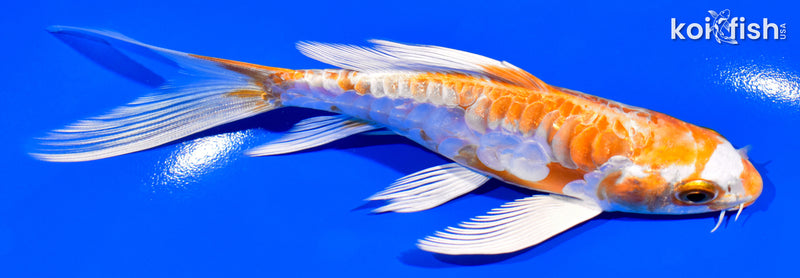 5.5" ARAGOKE KIKUSUI BUTTERFLY