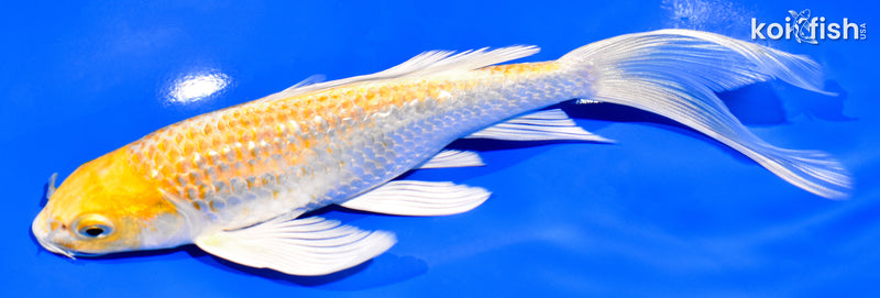 7.5" GINRIN HARIWAKE BUTTERFLY
