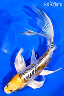 7" ARAGOKE KIN KIKOKURYU BUTTERFLY