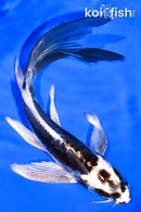 6" KIKOKURYU BUTTERFLY