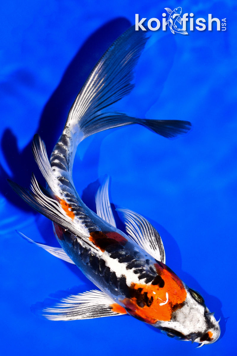 6" BENI KIKOKURYU BUTTERFLY