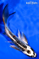 6" BENI GINGA BUTTERFLY