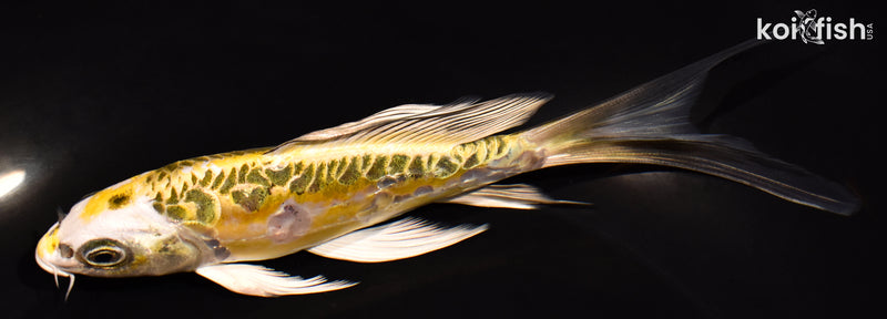 6.25" ARAGOKE KUJAKU BUTTERFLY