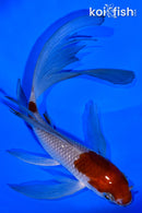 5.75" OCHIBA SHIGURE BUTTERFLY