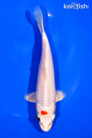 7.25" TANCHO HARIWAKE